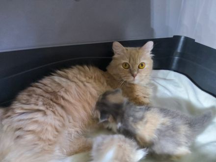 2 Munchkin Katze mit Kitten