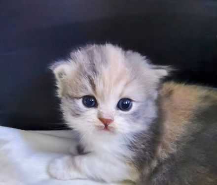 2 Munchkin Katze mit Kitten