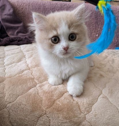 Munchkin Kitten, Kater