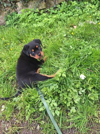 Reinrassiger Rottweiler Welpe