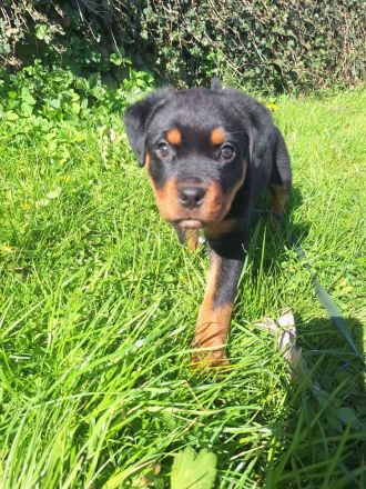 Reinrassiger Rottweiler Welpe