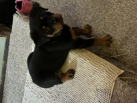 Reinrassiger Rottweiler Welpe
