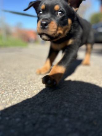 Reinrassiger Rottweiler Welpe