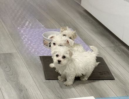 Mini Malteser Mädchen abzugeben 🐾