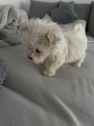 Mini Malteser Mädchen abzugeben 🐾