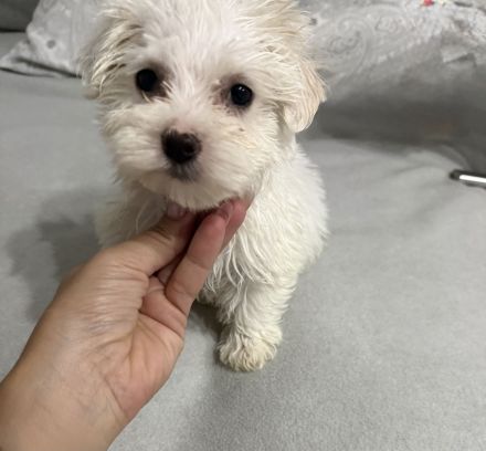 Mini Malteser Mädchen abzugeben 🐾