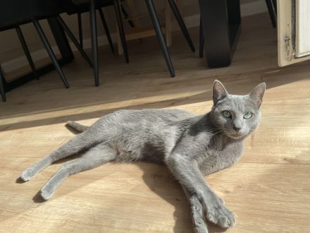 4 zauberhafte Russisch Blau Katzenmädchen suchen ein liebevolles Zuhause