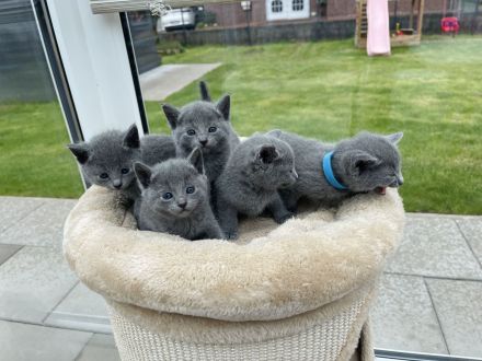 4 zauberhafte Russisch Blau Katzenmädchen suchen ein liebevolles Zuhause