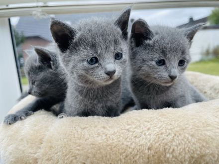 4 zauberhafte Russisch Blau Katzenmädchen suchen ein liebevolles Zuhause