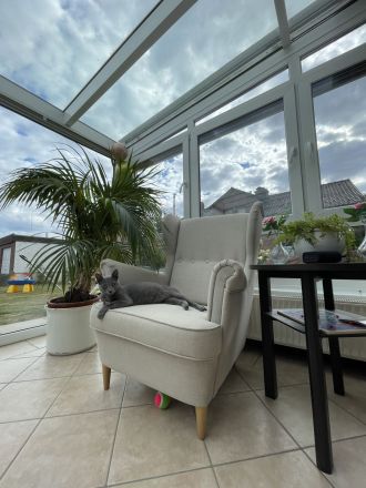 4 zauberhafte Russisch Blau Katzenmädchen suchen ein liebevolles Zuhause