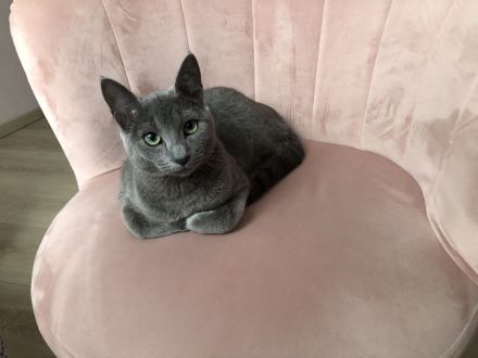 4 zauberhafte Russisch Blau Katzenmädchen suchen ein liebevolles Zuhause