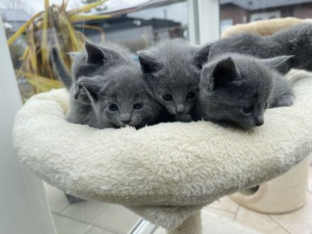 4 zauberhafte Russisch Blau Katzenmädchen suchen ein liebevolles Zuhause