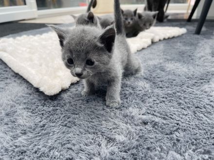 4 zauberhafte Russisch Blau Katzenmädchen suchen ein liebevolles Zuhause
