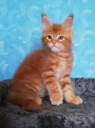 Maine Coon Kitten mit Stammbaum