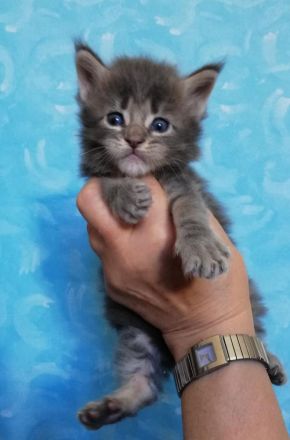 Maine Coon Kitten mit Stammbaum