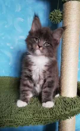 Maine Coon Kitten mit Stammbaum
