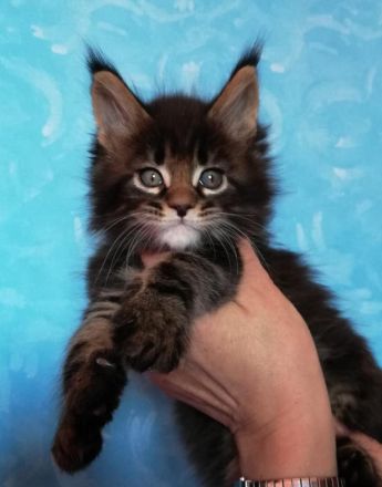 Maine Coon Kitten mit Stammbaum