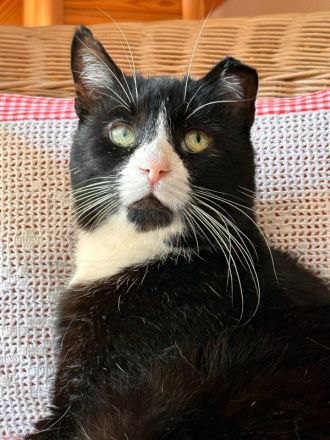 Käpt´n MORLOCK sucht Ankerplatz ohne Crew