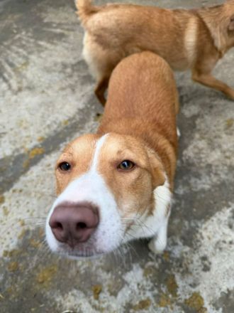 Indra sucht ihr Für-immer-Zuhause