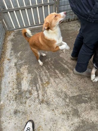 Indra sucht ihr Für-immer-Zuhause