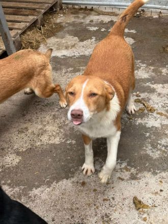 Indra sucht ihr Für-immer-Zuhause