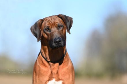 Lafiya Kyau Hali Mila