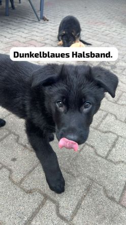 Schäferhund Welpen