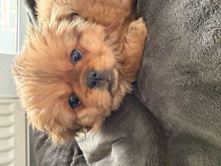 Toffi - Kleine Maus sucht ein Zuhause (10 Wochen)