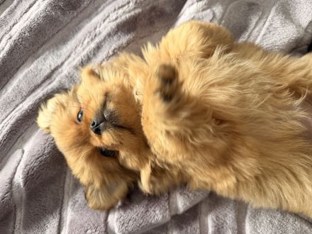 Toffi - Kleine Maus sucht ein Zuhause (10 Wochen)