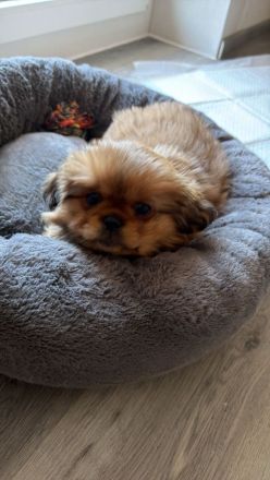 Toffi - Kleine Maus sucht ein Zuhause (10 Wochen)