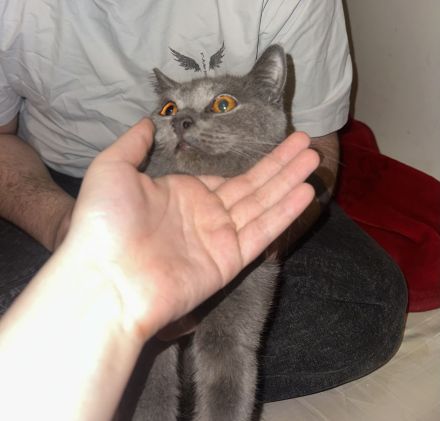 Boncuk – wunderschöne Chartreux/Kartäuser Katze, 8 Monate, weiblich