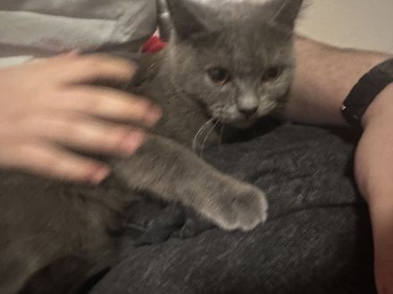 Boncuk – wunderschöne Chartreux/Kartäuser Katze, 8 Monate, weiblich