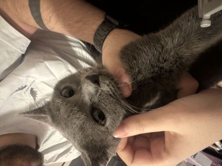 Boncuk – wunderschöne Chartreux/Kartäuser Katze, 8 Monate, weiblich