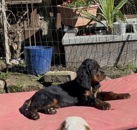Zauberhafte Gordon Setter Welpen zu verk