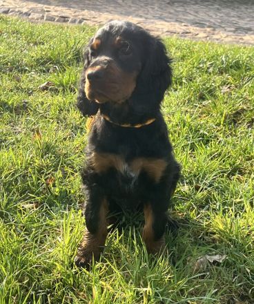 Zauberhafte Gordon Setter Welpen zu verk