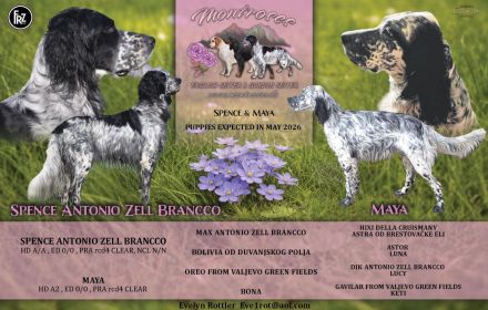 Wir erwarten wundervolle Englis Setter Welpen 05.2026