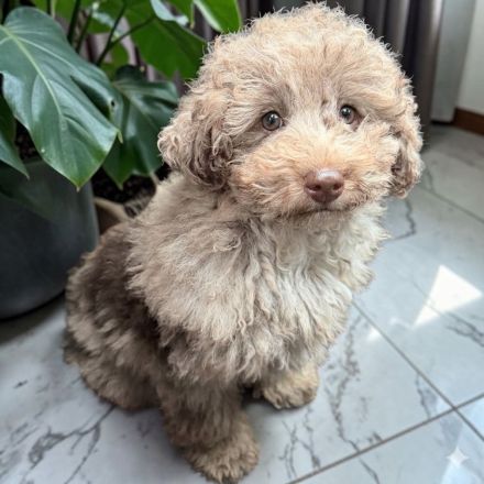 Aussiedoodle Aussie Mini Pudel Hündin schoko Merle, Allergikerfreundlich & ideal als Therapiehund