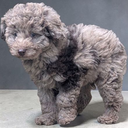 Familienfreundliche Hündin Welpe Pudel Cockapoo merle ein blaues Auge, super brav & leinenführig!