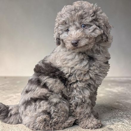 Familienfreundliche Hündin Welpe Pudel Cockapoo merle ein blaues Auge, super brav & leinenführig!