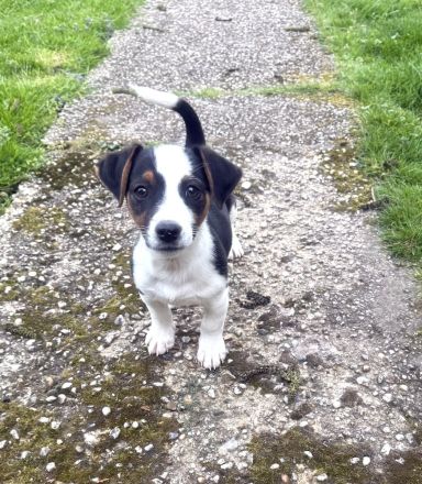 Cosmo ein Dackel/Jack Russel Mix