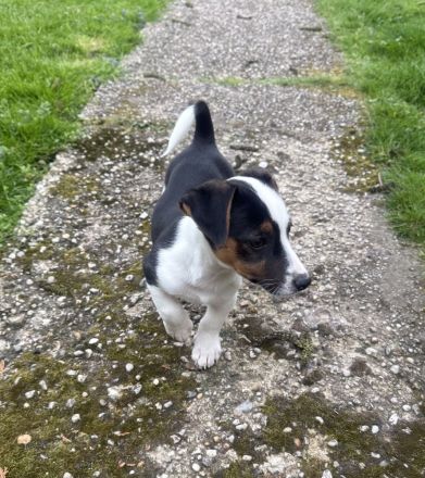 Cosmo ein Dackel/Jack Russel Mix
