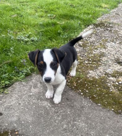Cosmo ein Dackel/Jack Russel Mix