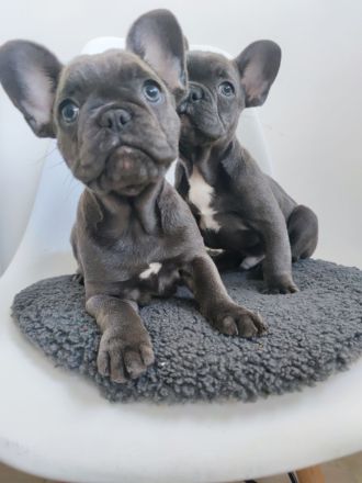 wunderschöne Welpe französische Bulldogge