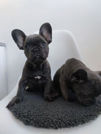 wunderschöne Welpe französische Bulldogge