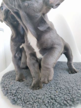 wunderschöne Welpe französische Bulldogge