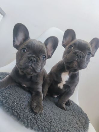 wunderschöne Welpe französische Bulldogge