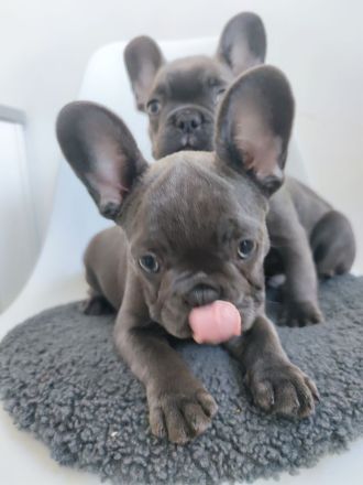wunderschöne Welpe französische Bulldogge