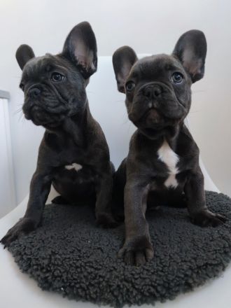 wunderschöne Welpe französische Bulldogge