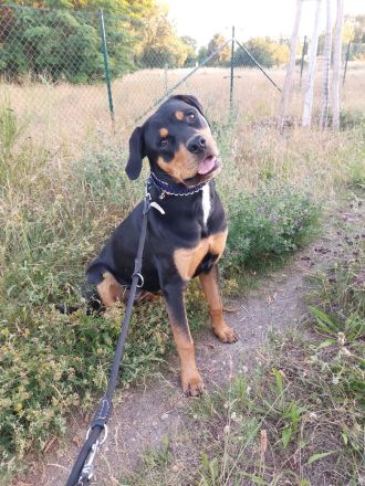 Rottweiler-Sennen-mix, Dringend zuhause gesucht