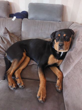 Rottweiler-Sennen-mix, Dringend zuhause gesucht
